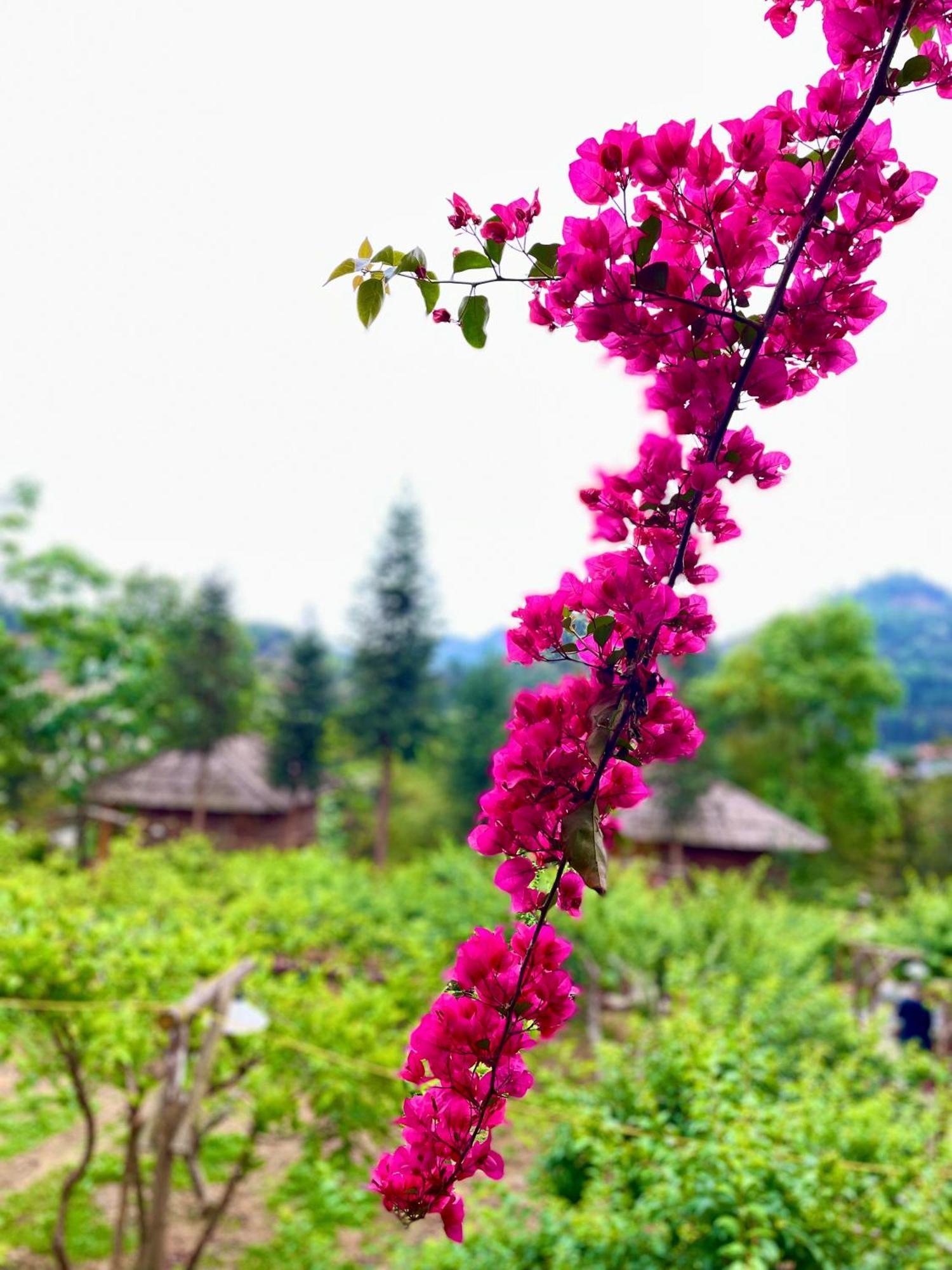 So H'Mong Homestay Bac Ha  Buitenkant foto